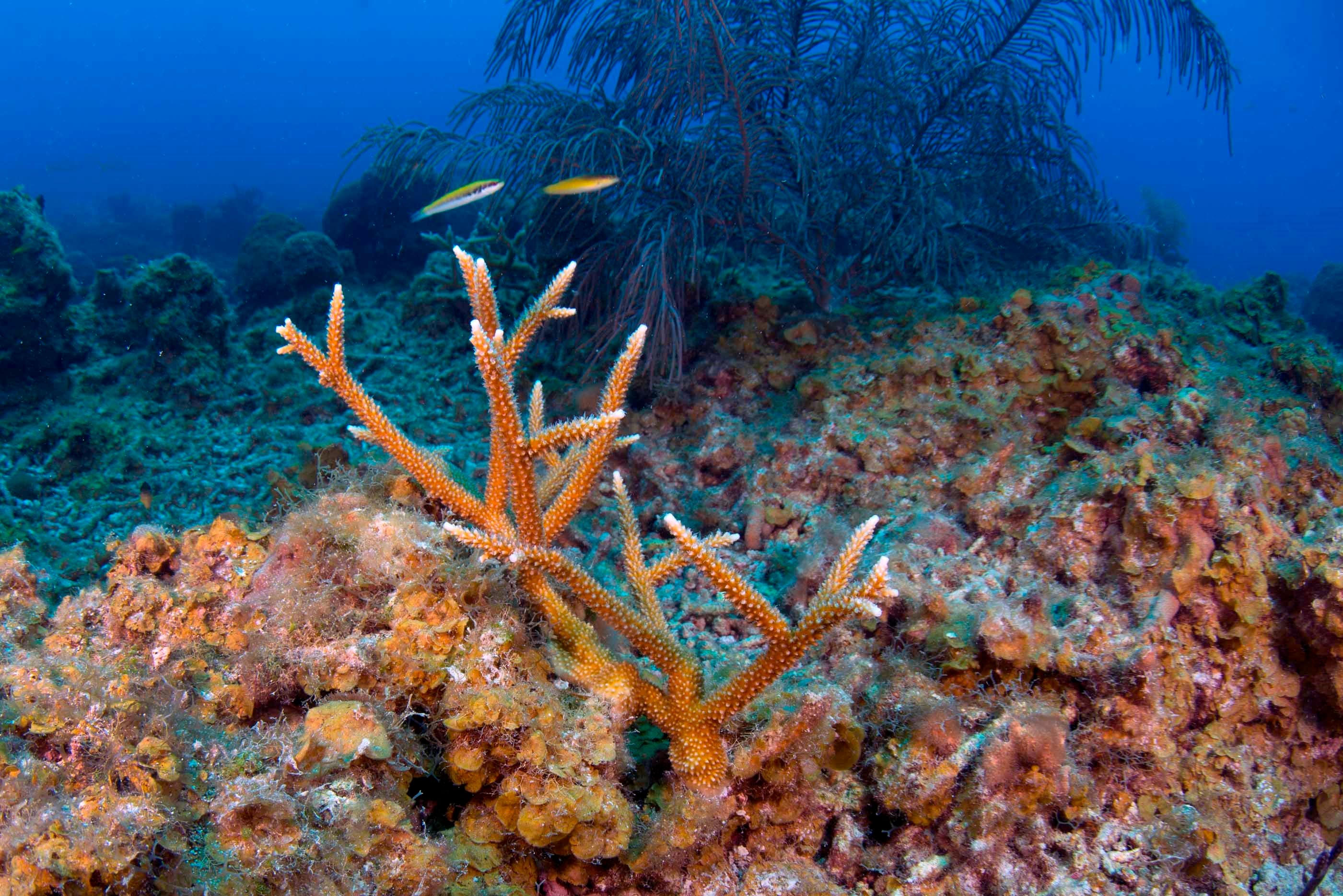 Arrecife de Alacranes: Precio y cómo llegar al lugar en México que Google reconoció en el Día de la Tierra