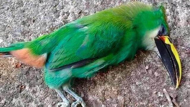 Las aves caen muertas ante el intenso calor y los pocos lugares donde mitigar su sed.