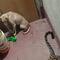 Perro sobrevive a ataque de leopardo (VIDEO)