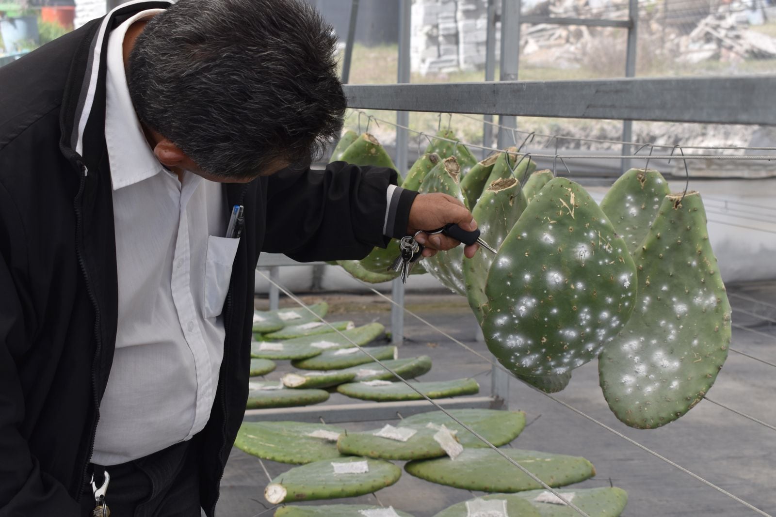 Doctor Dionicio Juárez, del ICUAP