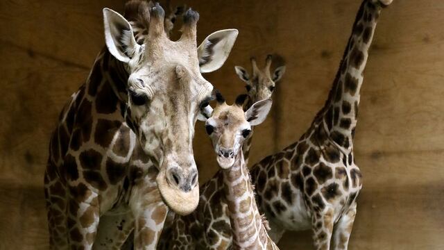 Taylor, bebé jirafa