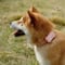 ¿Qué es el Petphone? El nuevo celular para tu perro o gato que saldrá a la venta