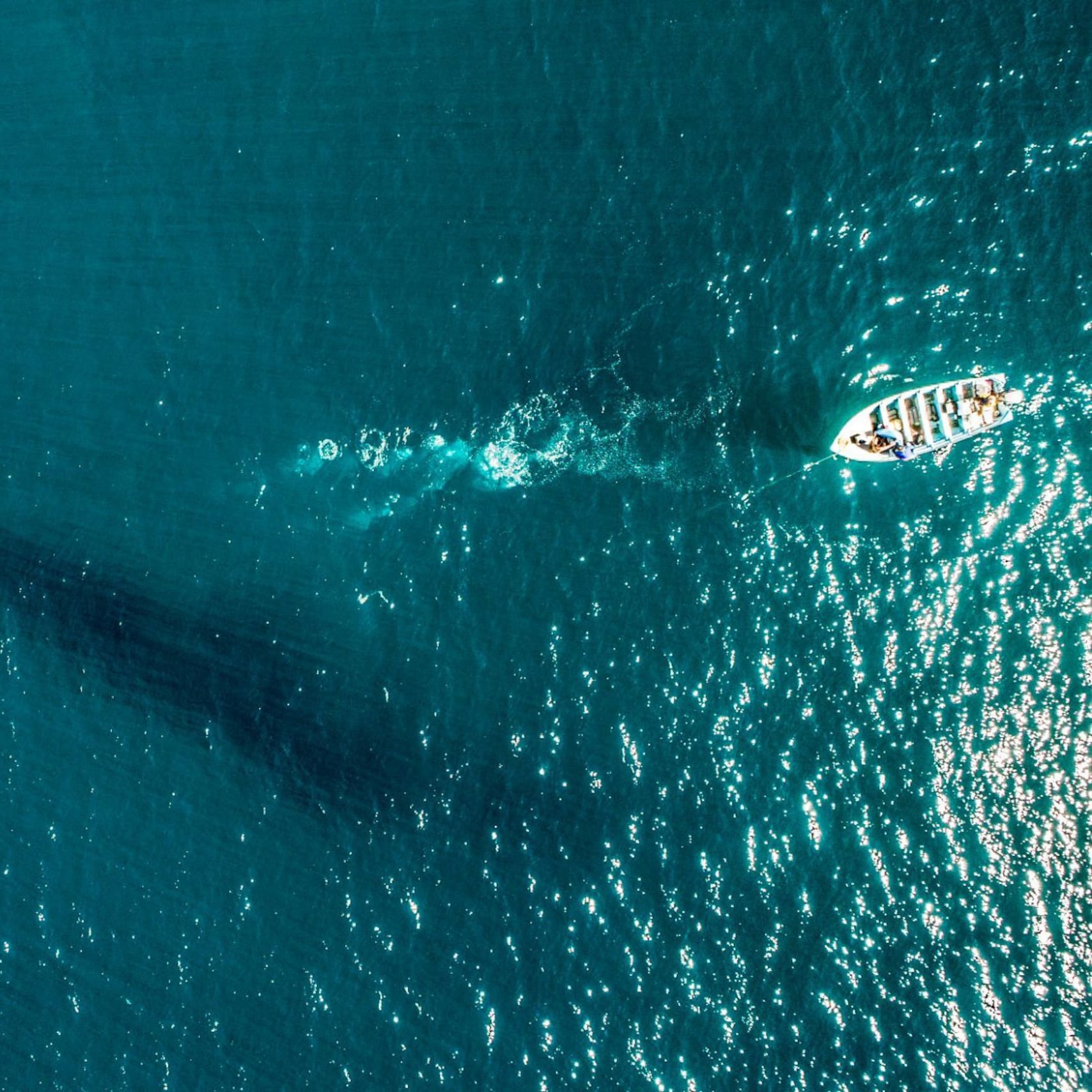 ¿Qué es el Proyecto Saguaro? Polémica por su impacto ambiental en el Mar de Cortés