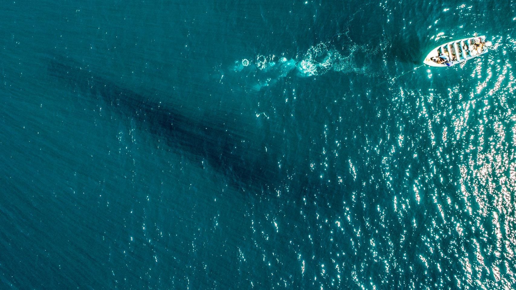 ¿Qué es el Proyecto Saguaro? Polémica por su impacto ambiental en el Mar de Cortés