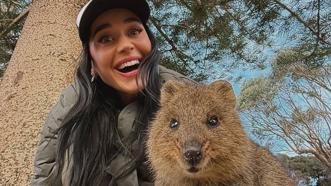 Katy Perry se acompañó de un quokka en Australia porque de Orlando Bloom solo quedan recuerdos