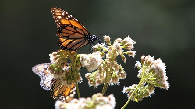 Mariposas monarca en Ocampo, Michoacán