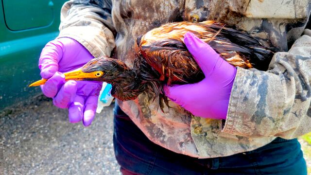 Ave cubierta de petróleo.