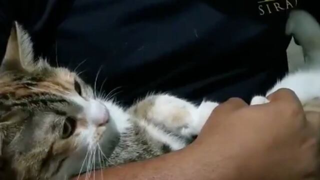 Un gato aprendió a decir mamá gracias a la motivación de su dueño