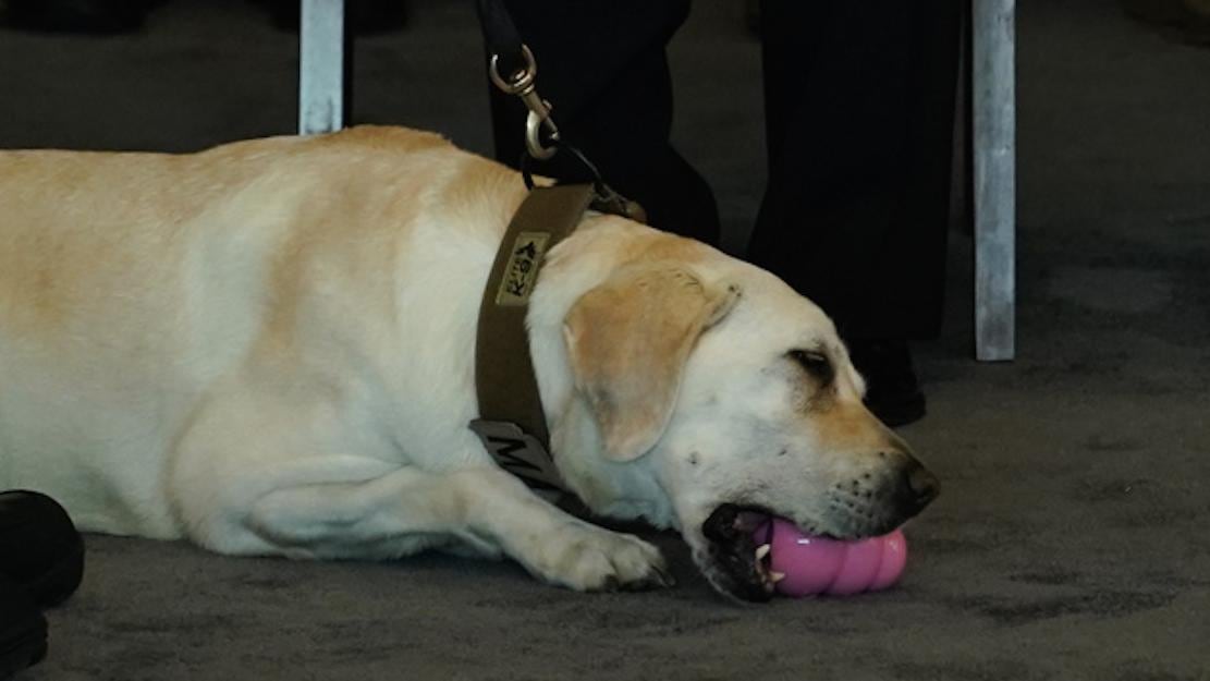 Frida, la perrita rescatista
