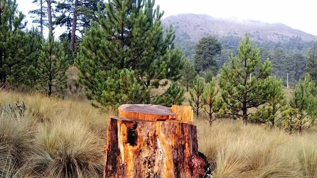 Árbol “guardián del Poyauhtecatl” en el Pico de Orizaba