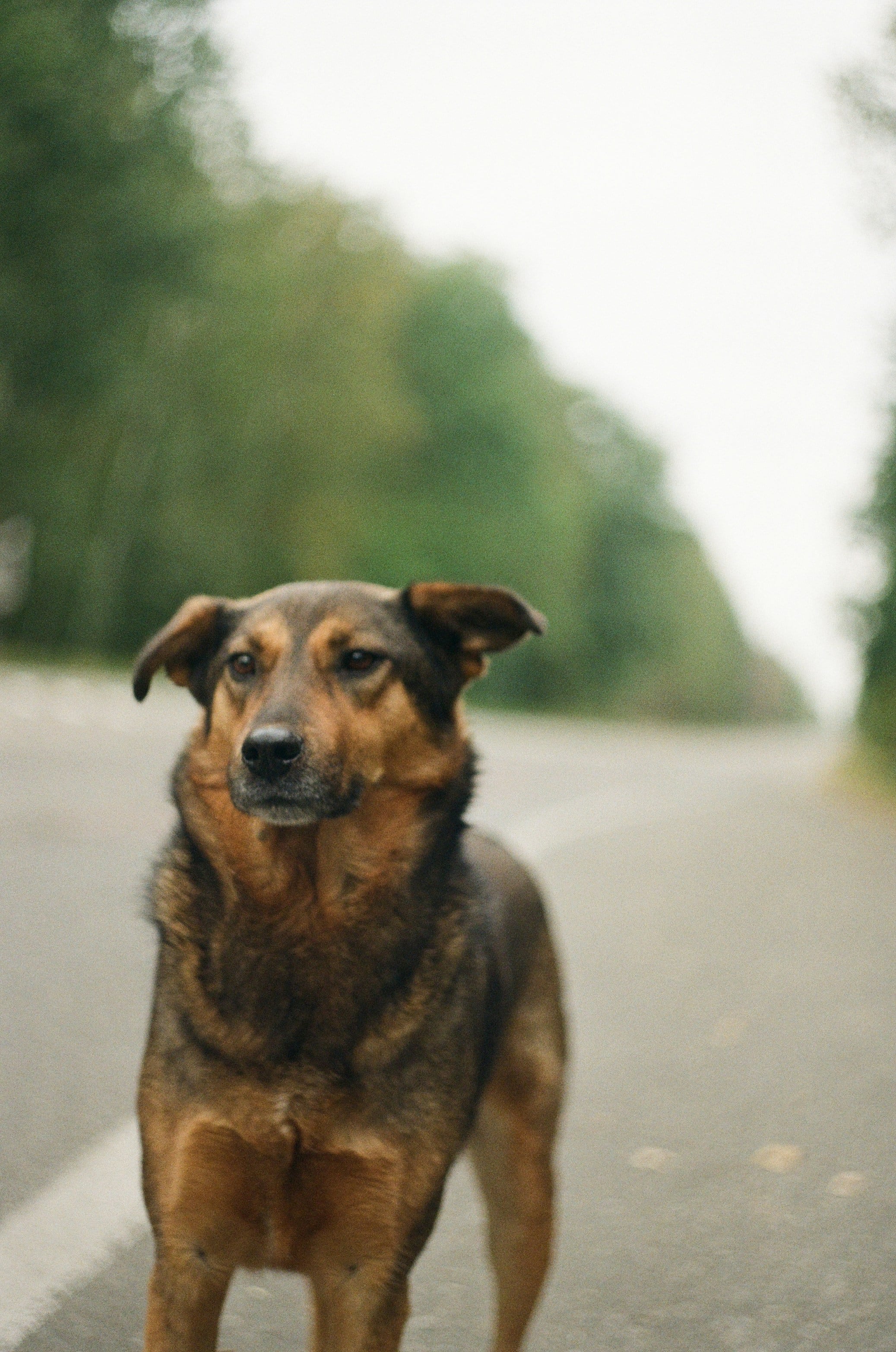 Este 28 de mayo es el Día Mundial del Perro Sin Raza