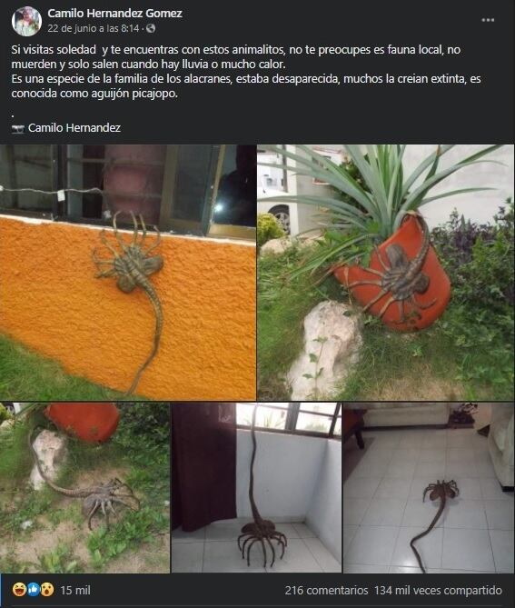 Un supuesto alacrán conocido como 'aguijón pica jopo'