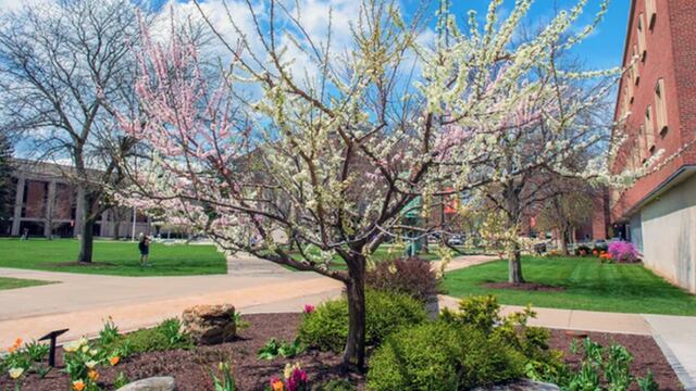 Árbol "Frankenstein"