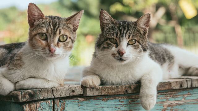 Gatitos