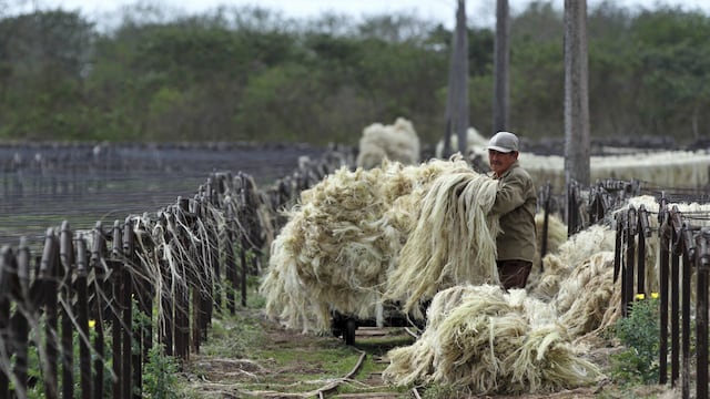 Desde tiempos prehispánicos se extrae de la penca del agave llamado henequén fibra resistente
