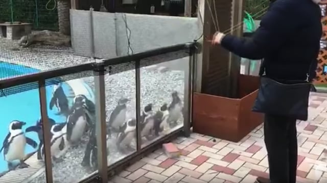Pingüinos completamente ‘embobados’ por el movimiento del yo-yo que sube y baja