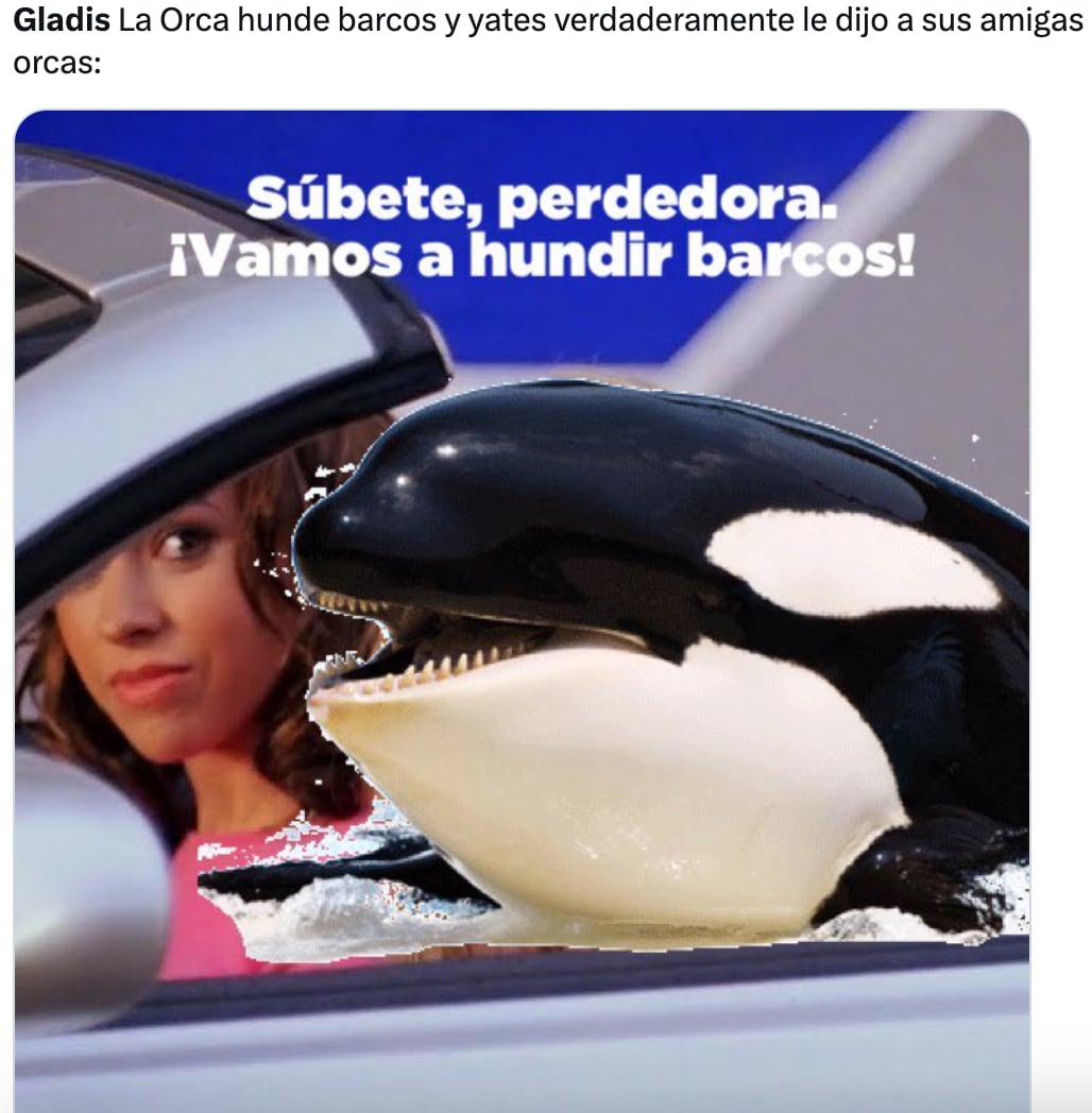 Memes de Gladis, la orca asesina