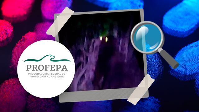 Profepa se suma a la búsqueda del gorila suelto en Villa de Tezontepec, Hidalgo