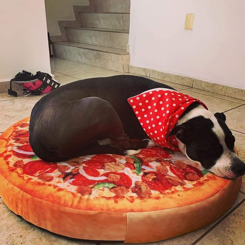 Camas para gato y perro de pizza