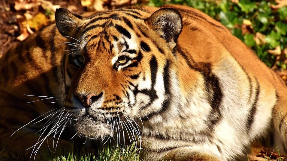 Tigre.