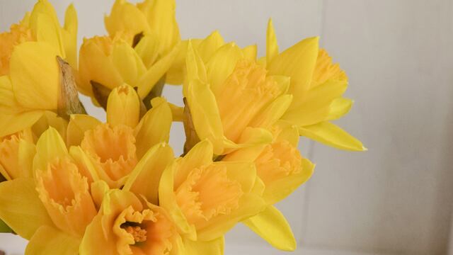 ¿Cuál es el origen de la tradición de regalar flores amarillas el 21 de marzo?