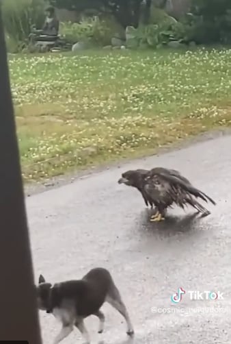 Perro defiende a su amigo de un águila