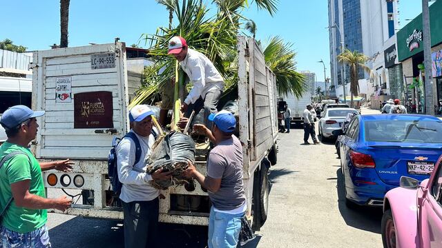 Abelina López realiza limpieza de palmeras en Acapulco