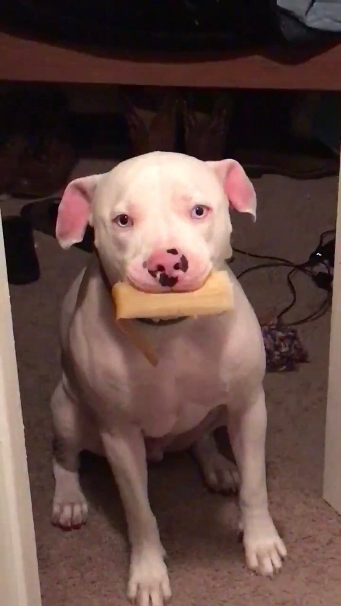 Rocky, el pitbul que roba tamales.