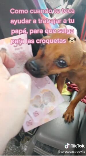 Perrita 'Chiquis' ayuda a cobrar dinero a taxista