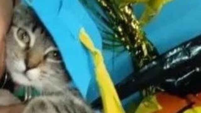 Gatita se gradua de clases virtuales