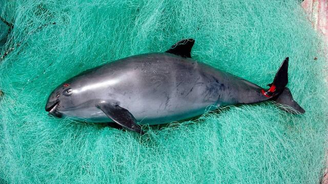Vaquita marina muerta.