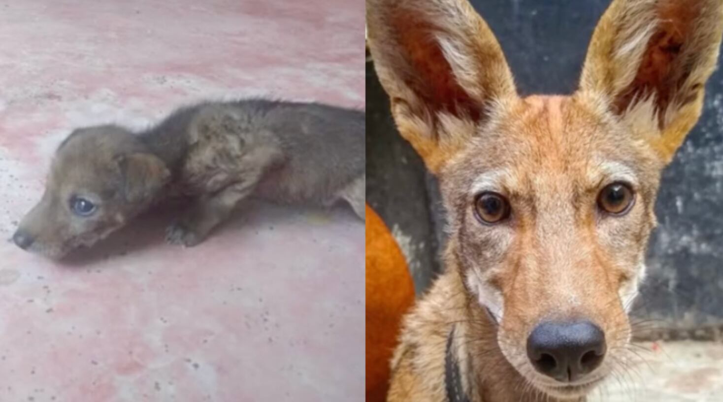 Coyote de TikTok
