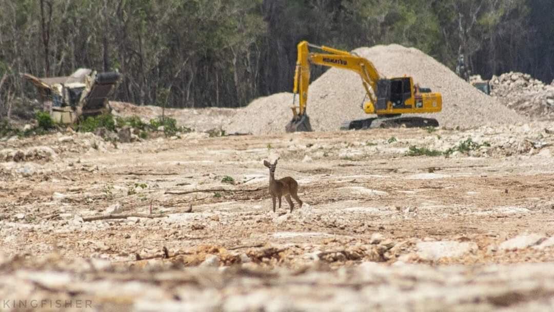 Ciervo en las obras del Tren Maya