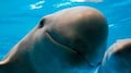 “Hay esperanza”: reaparece la vaquita marina en Baja California tras años al borde de la extinción