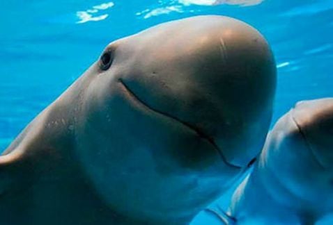 Vaquitas Marinas