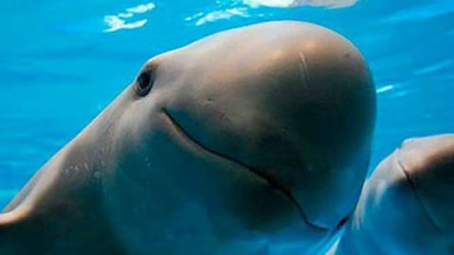 Vaquitas Marinas