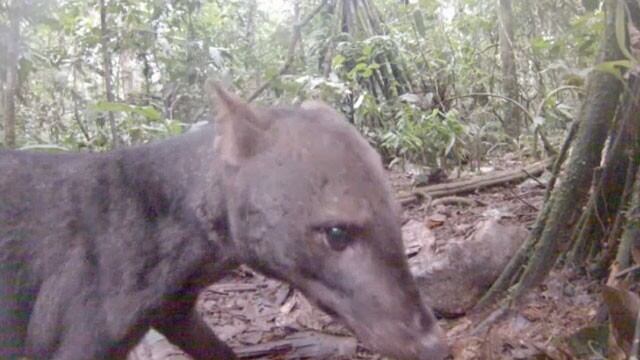 Perro de orejas cortas que habita en el Amazonas, un cánido salvaje en peligro de extinción
