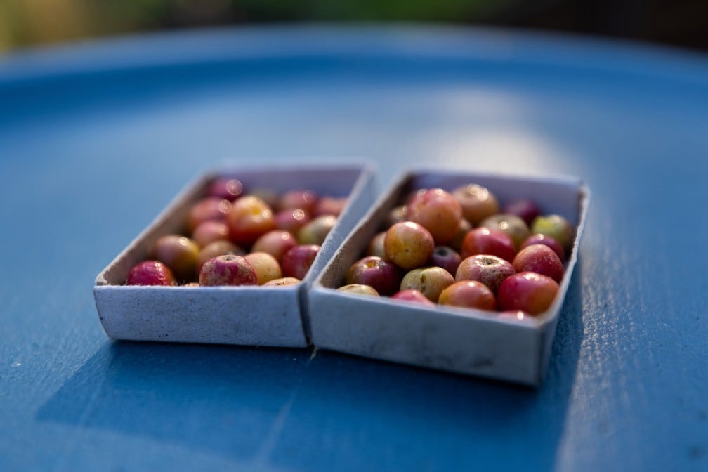 Manzanas del tamaño de una perla