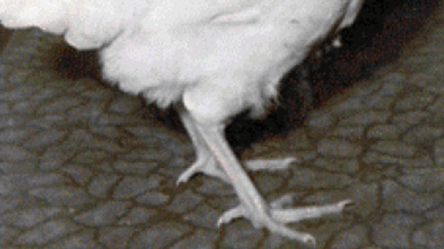 Foto: Tomada bajo la licencia Creative Commons