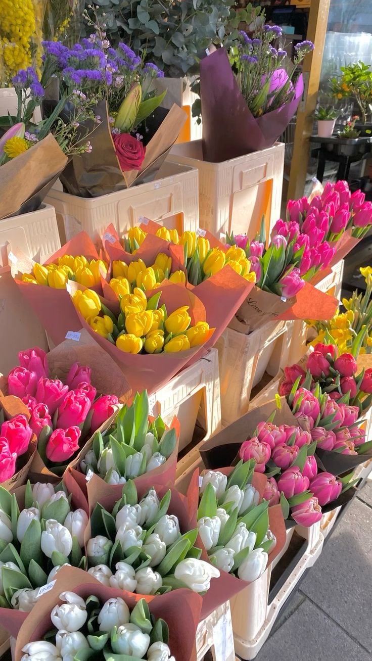 Tulipanes