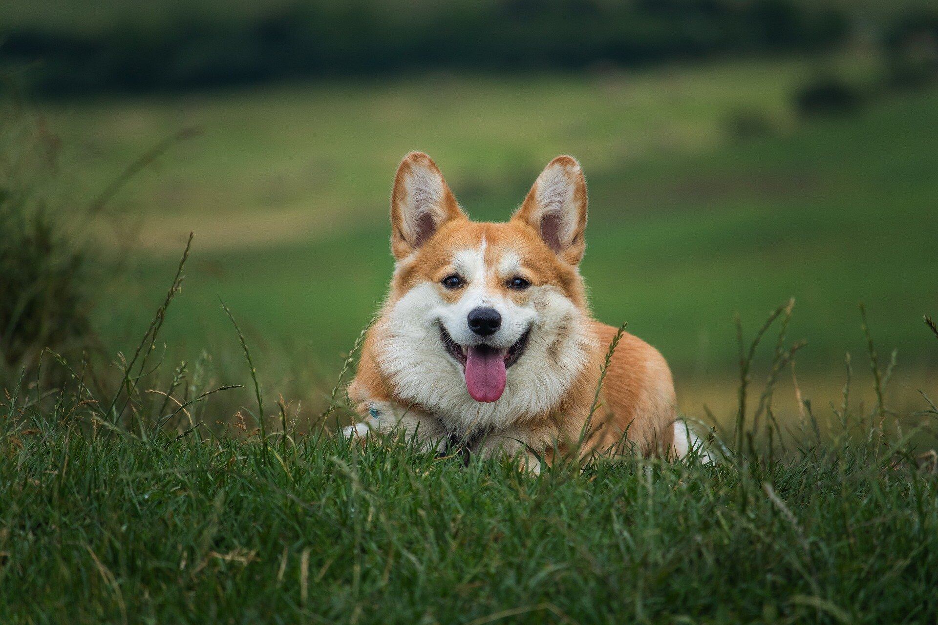 Perro de raza corgi