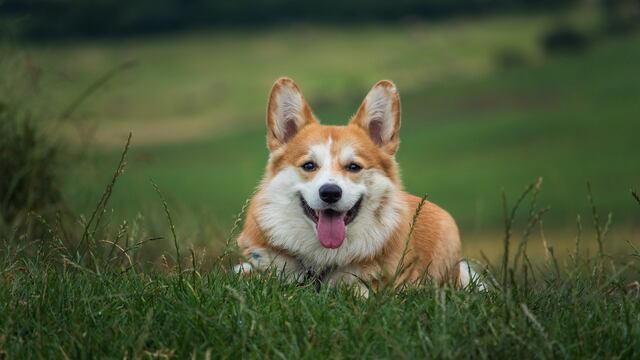Perro de raza corgi