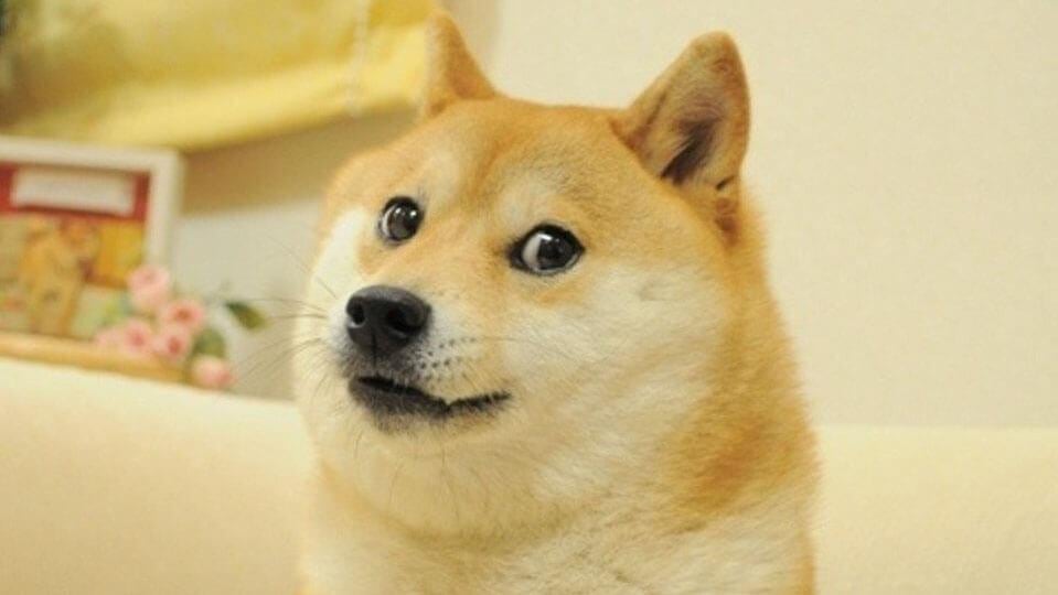 Doge es una perrita llamada Kabosu