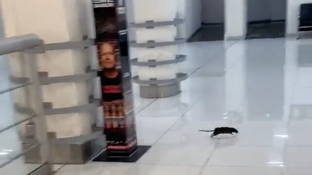 El video de las ratas corriendo en el AIFA son en realidad del AICM