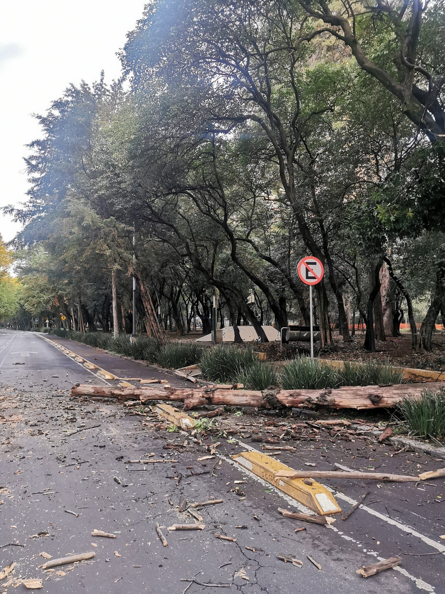 Caída de árbol por lluvia en la CDMX