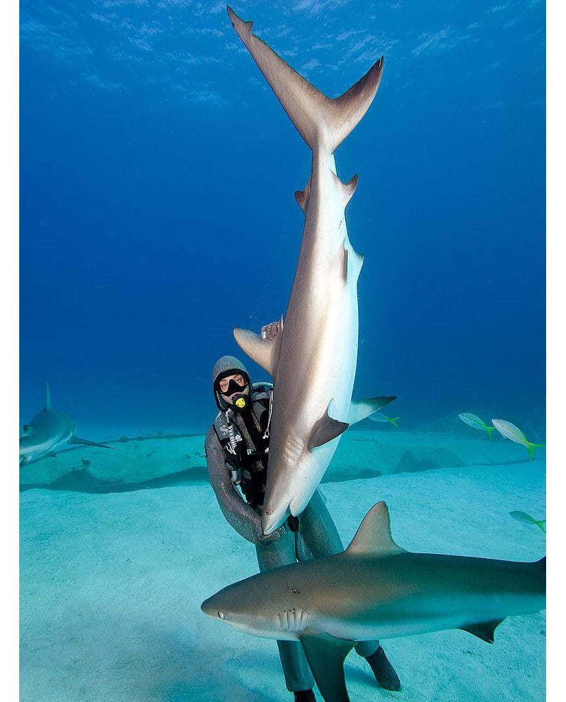 Domando tiburones