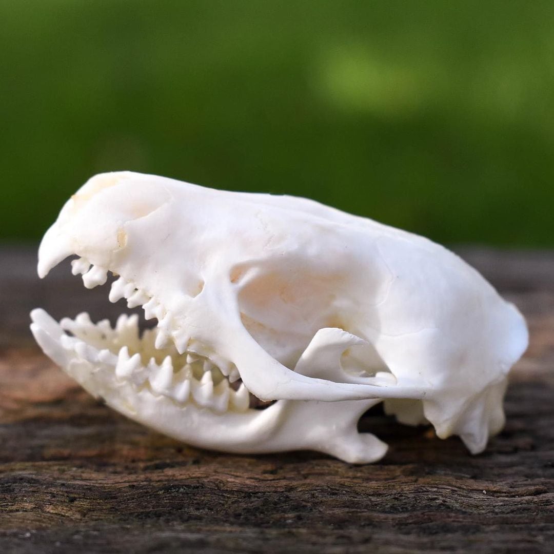 Cráneo de perrito conservado por empresa de taxidermia