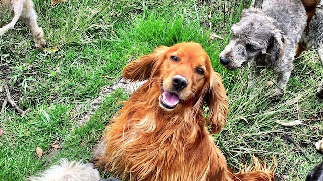 Refugio Franciscano: CDMX da seguimiento al proceso y bienestar de los animales