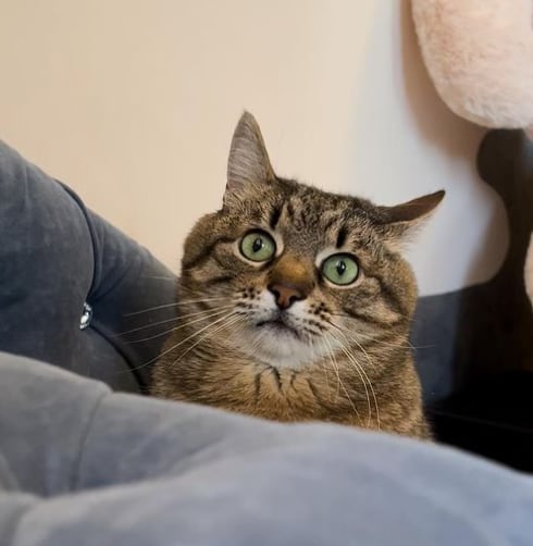 Stepan, gato ucraniano