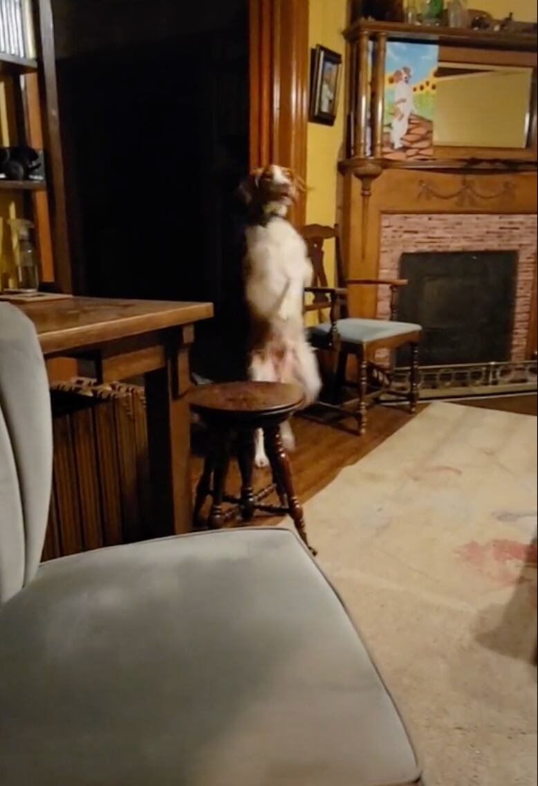 Perrito caminando en dos patas